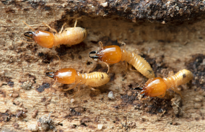 Budget Brothers Termite & Pest Elimination project