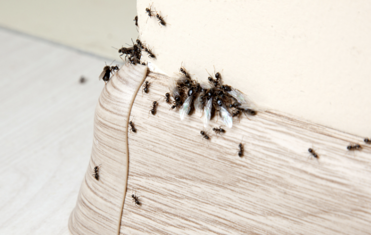 Budget Brothers Termite & Pest Elimination project